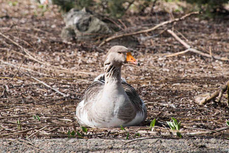 Grey Goose Standing in Backyard Naturally. Greylag goose in the meadow.の写真素材