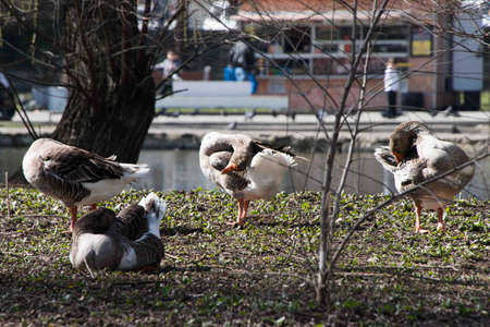 Grey Goose Standing in Backyard Naturally. Greylag goose in the meadow.の写真素材