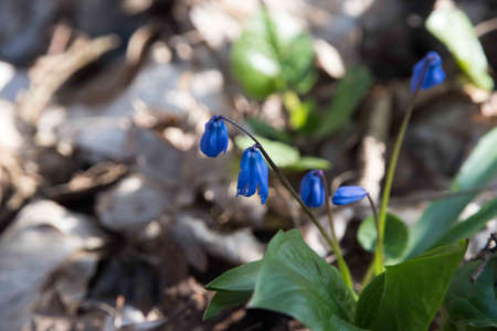 Flowers in the grass. Blue and violet flowers.の写真素材