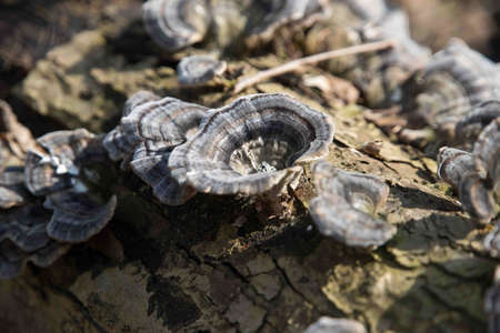 Natural mushroom pattern on the tree log in Spreng.の写真素材