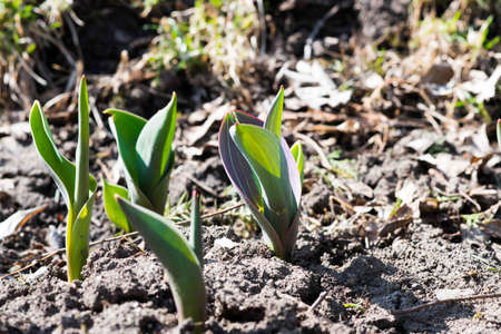 Flowers in the grass.の写真素材