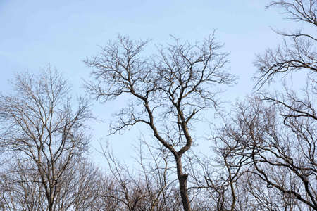 Beautiful tree tops and blue sky with white cloudsの写真素材