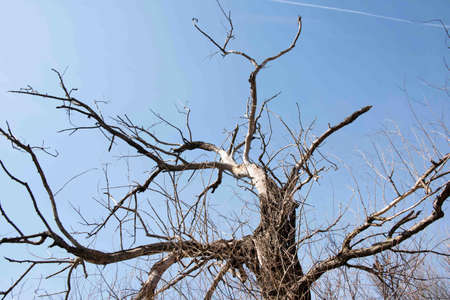 Beautiful tree tops and blue sky with white cloudsの写真素材