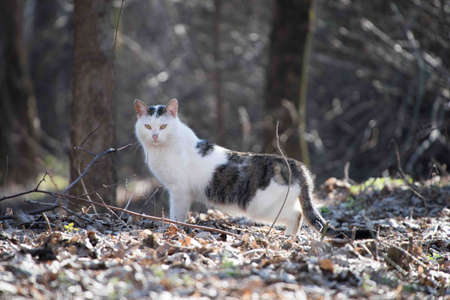 Cat portrait close up, only head crop, cat in light brown and cream looking with pleading stare at the viewer with space for advertising and text, cat head. Beautiful cat.の写真素材