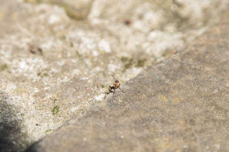 Ant walk on the street in Spring.の写真素材