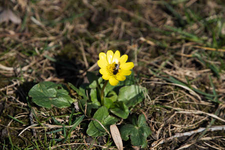 Bee on yellow flower backgroundの写真素材