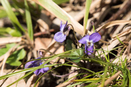 Flowers in the grass. Blue and violet flowers.の写真素材