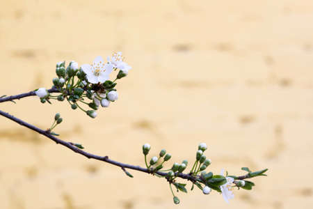 New flowerred trees in the park in spring.の写真素材