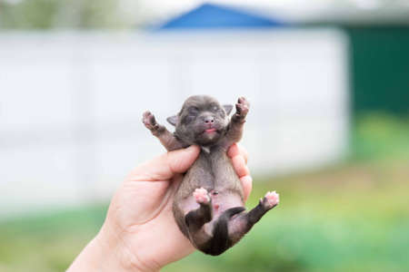 Very cute black puppies. Beautiful puppies. little puppies.の写真素材
