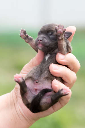 Very cute black puppies. Beautiful puppies. little puppies.の写真素材