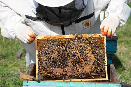 closeup of bees on honeycomb in apiary - selective focus, copy space
