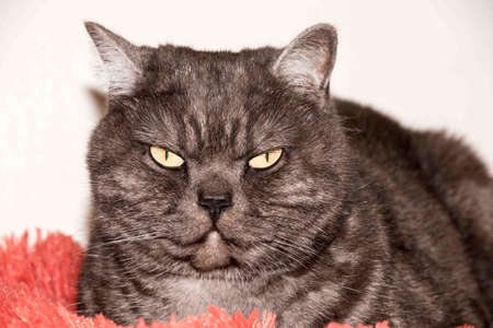 Cat, resting cat on a sofa in blur background, cute funny cat close up, domestic cat, relaxing cat, cat resting, cat playing at home, elegant catの写真素材