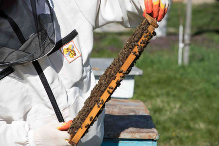 closeup of bees on honeycomb in apiary - selective focus, copy spaceの写真素材