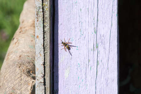 closeup of bees on honeycomb in apiary - selective focus, copy space
