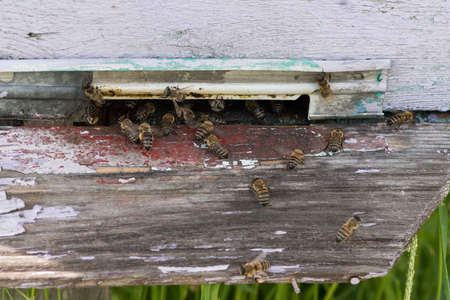closeup of bees on honeycomb in apiary - selective focus, copy space