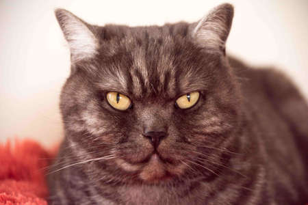 Cat, resting cat on a sofa in blur background, cute funny cat close up, domestic cat, relaxing cat, cat resting, cat playing at home, elegant catの写真素材