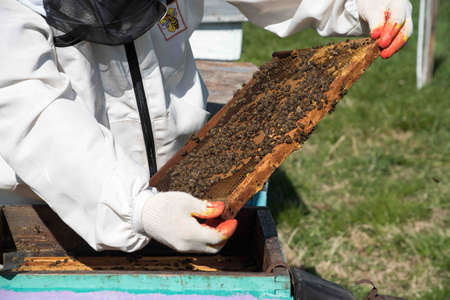 closeup of bees on honeycomb in apiary - selective focus, copy spaceの写真素材