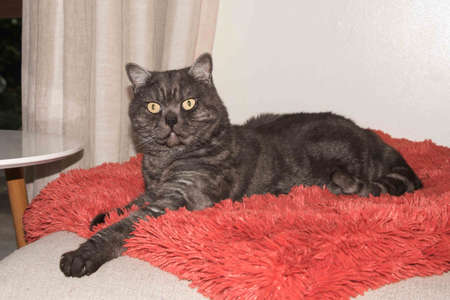 Cat, resting cat on a sofa in blur background, cute funny cat close up, domestic cat, relaxing cat, cat resting, cat playing at home, elegant catの写真素材