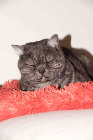 Cat resting on a sofa in blur background, cute funny cat close up.の写真素材