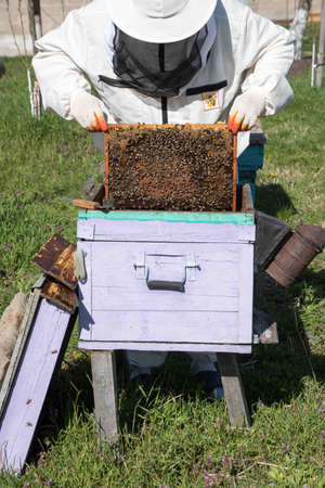 closeup of bees on honeycomb in apiary - selective focus, copy spaceの写真素材