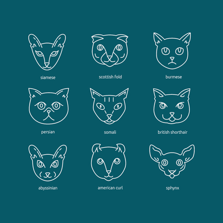 Cat Breeds Icon Set Including Scottish Fold Siamese Somali