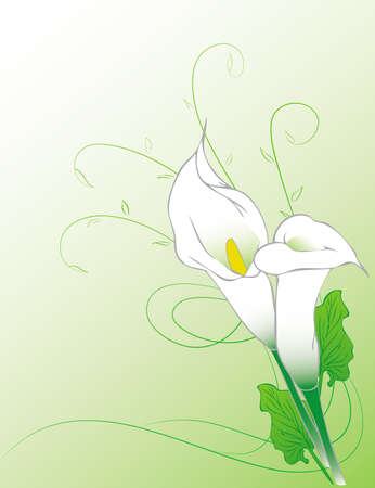 Calla flowers abstract backgroundのイラスト素材