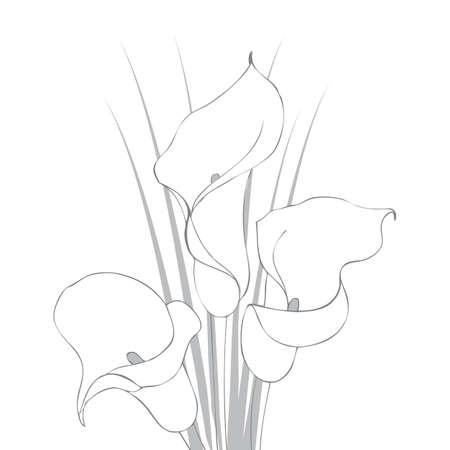 Calla lilies drawing illustration designのイラスト素材