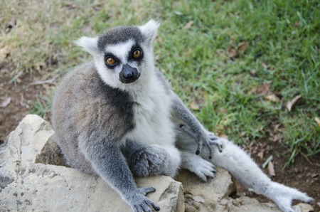 Portrait of lemur catta (ring tailed lemur)の写真素材