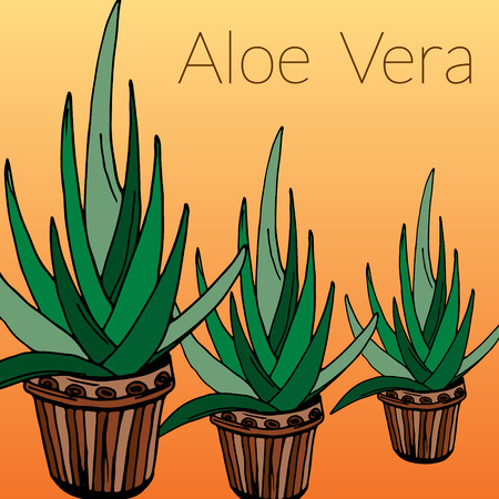 Aloe vector background, hand drawn  vector illustrationのイラスト素材