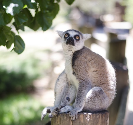 Close-up portrait of lemur catta (ring tailed lemur)の写真素材
