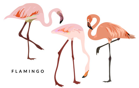 Pink flamingo set. Exotic tropical bird isolated on white background. Vector illustrationのイラスト素材