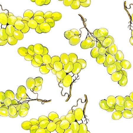 Grapes watercolor style seamless pattern. Green vine on withe background. Vector illustration.のイラスト素材