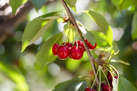 Red sweet cherries on the branch. Blurred background. Cherry orchardの写真素材