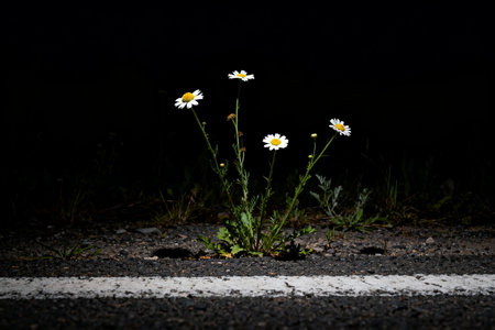 Camomile flowers on the road at night with a black backgroundの素材