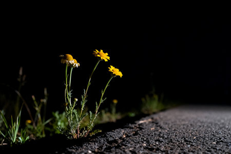 Yellow daisies on the road at night with a black backgroundの素材