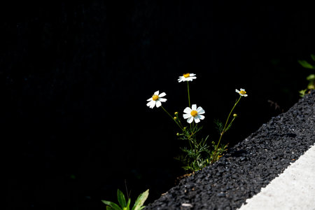 White daisies on a black background with a black asphalt roadの素材