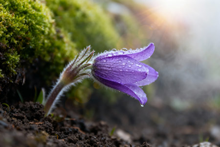 Pulsatilla patens (Pulsatilla patens) with water drops.の素材