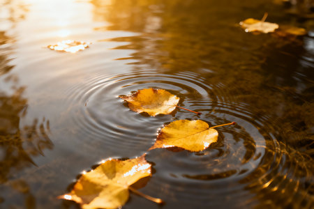 Autumn leaves floating on the water surface in the park at sunsetの素材