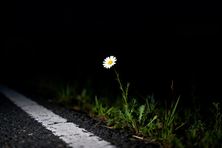 White daisy on the asphalt road in the dark, black backgroundの素材