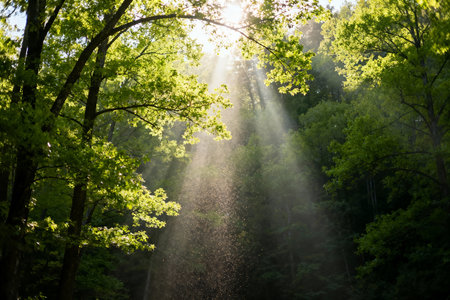 Sun rays shining through the trees in the forest on a sunny dayの素材