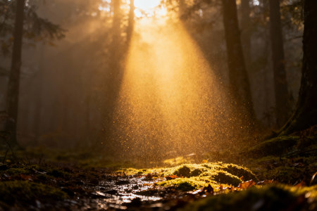Misty morning in the forest with sun rays and lens flare.の素材