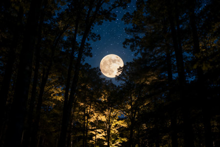 Full moon in the night sky over the pine forest. Long exposure photography.の素材