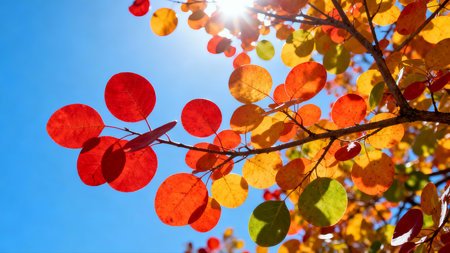 Autumn leaves on the blue sky background. Fall season concept.の素材