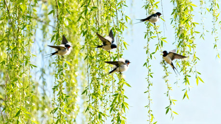 swallows on the willow branches in the spring as a backgroundの素材