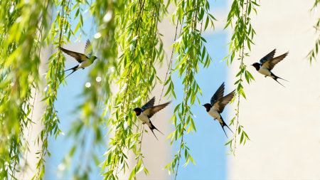 swallows flying in the green foliage of a willow tree on a sunny dayの素材