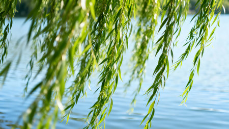 Willow branches on the background of the blue water of the lakeの素材