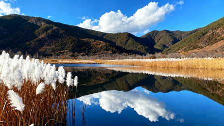 Reeds reflected in the lake, South Korea, North Korea.の素材
