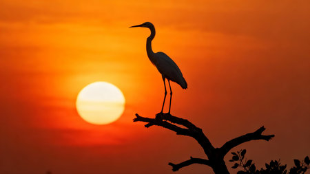 Silhouette of a great egret at sunset, Kruger National Park, South Africaの素材
