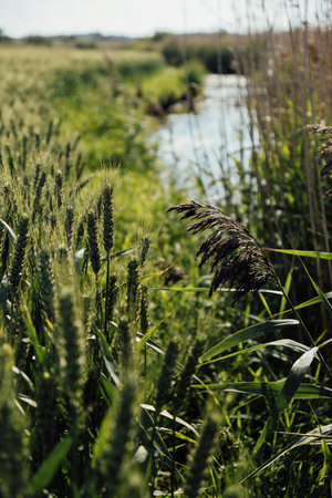 spikelets of wheat on the background of the river in summerの素材