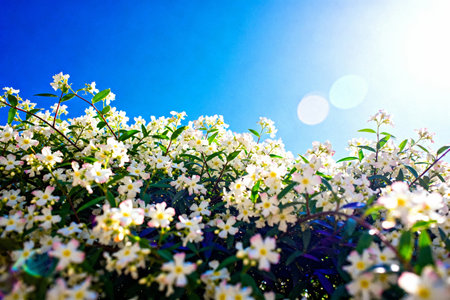 White flowers on blue sky background with sun light and bokehの素材